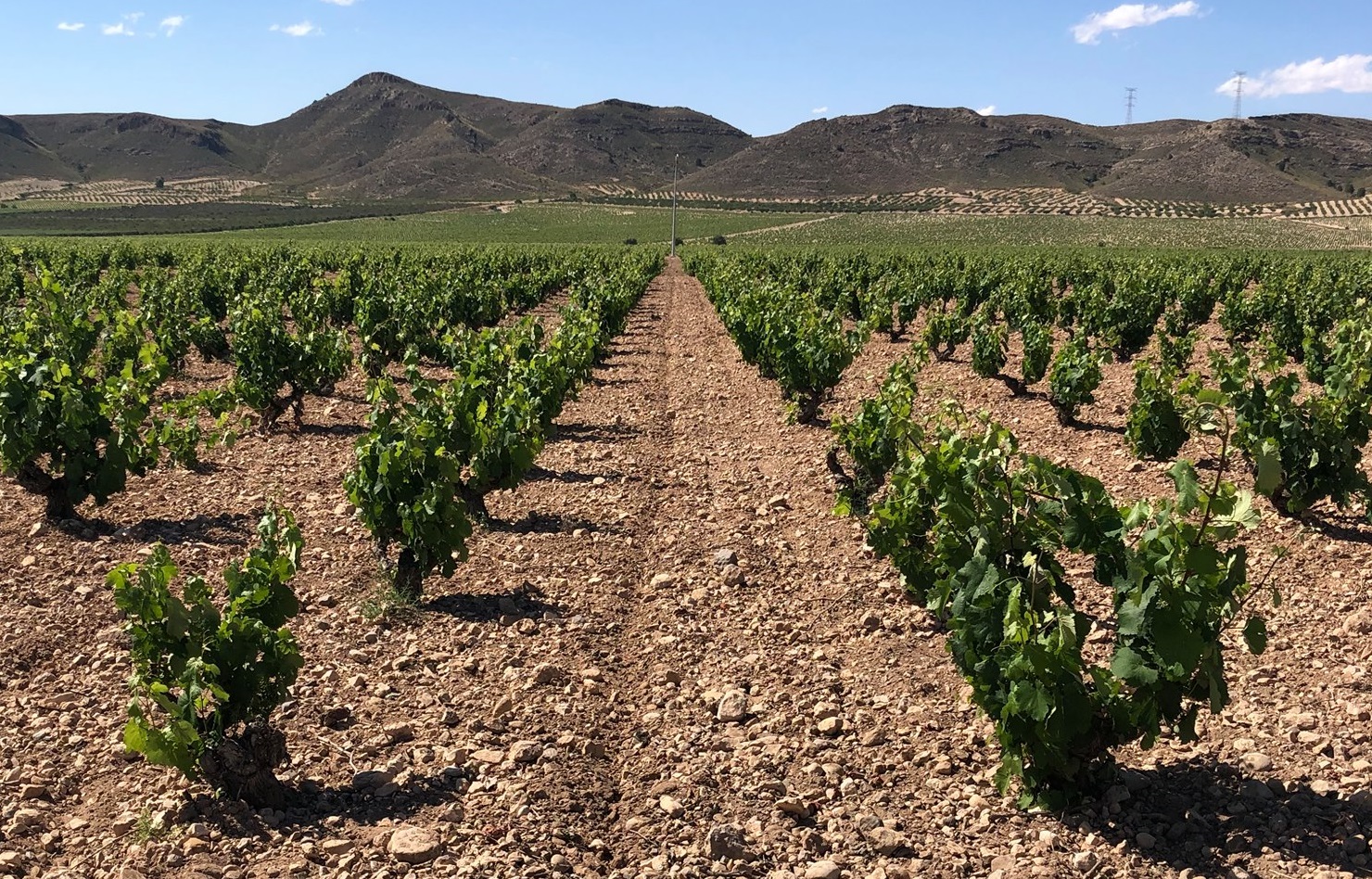 bodegas-alceno