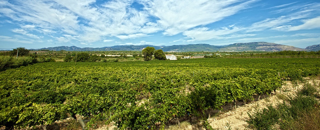 bodegas-de-muller