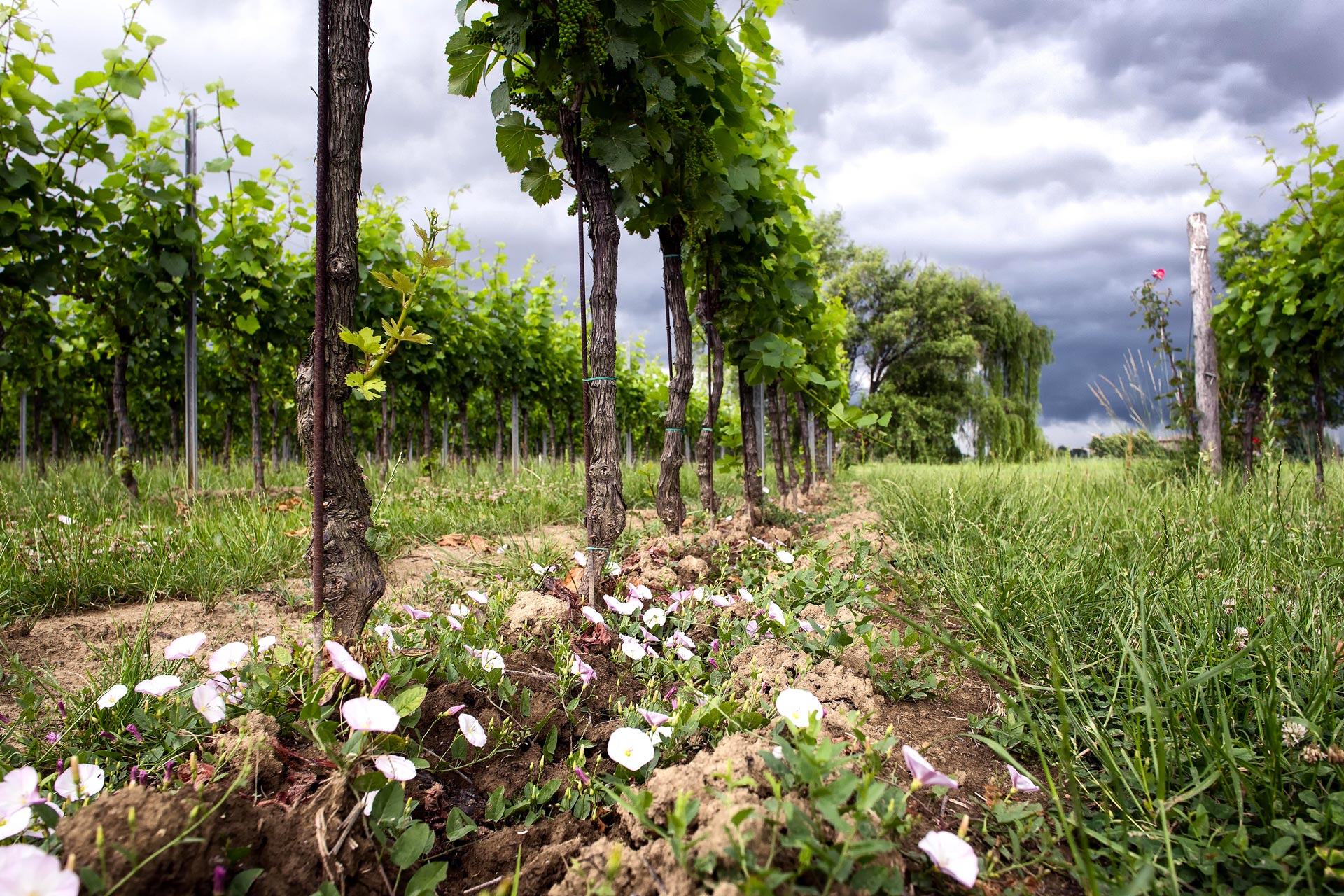 friuli-tarlao