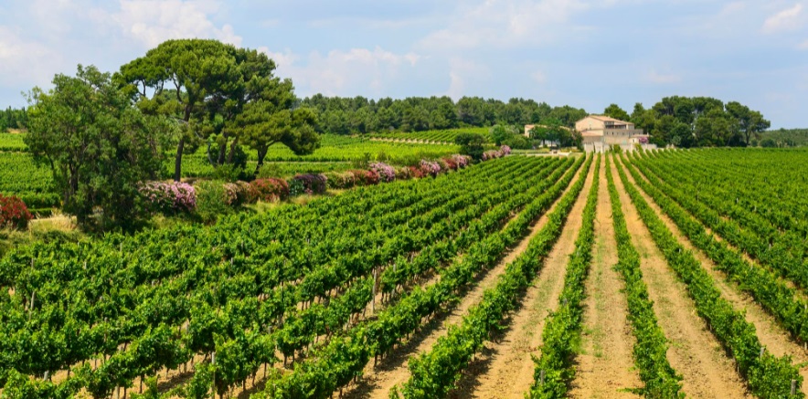 languedoc-web