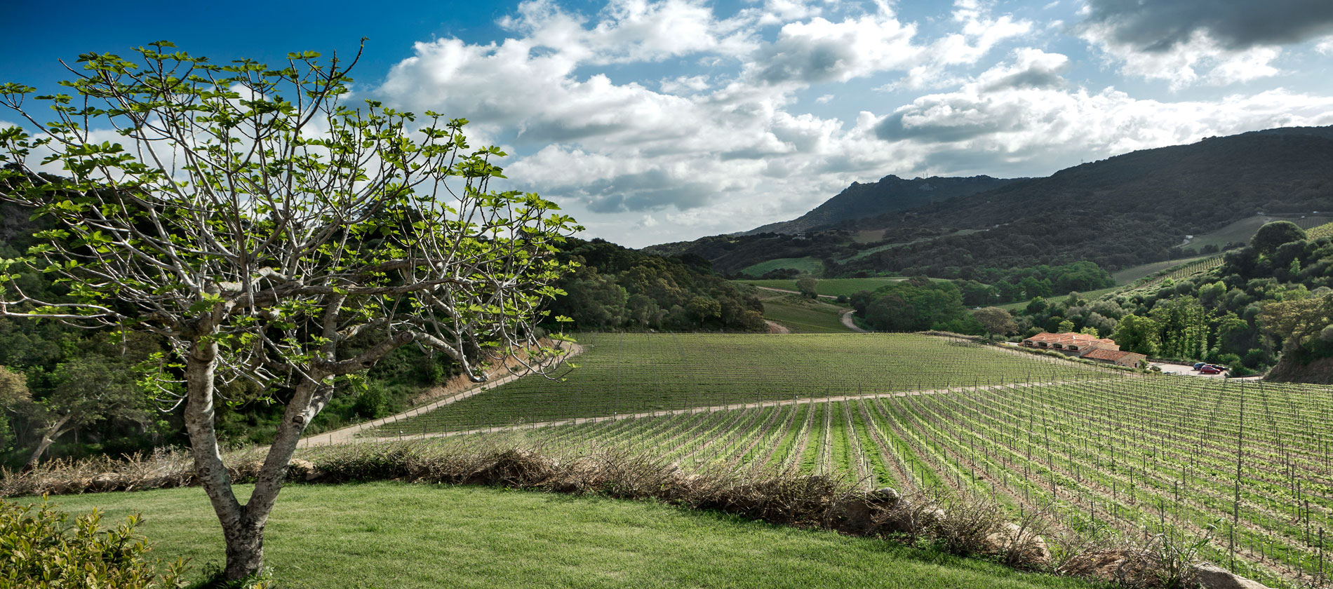 siddura-wineyard