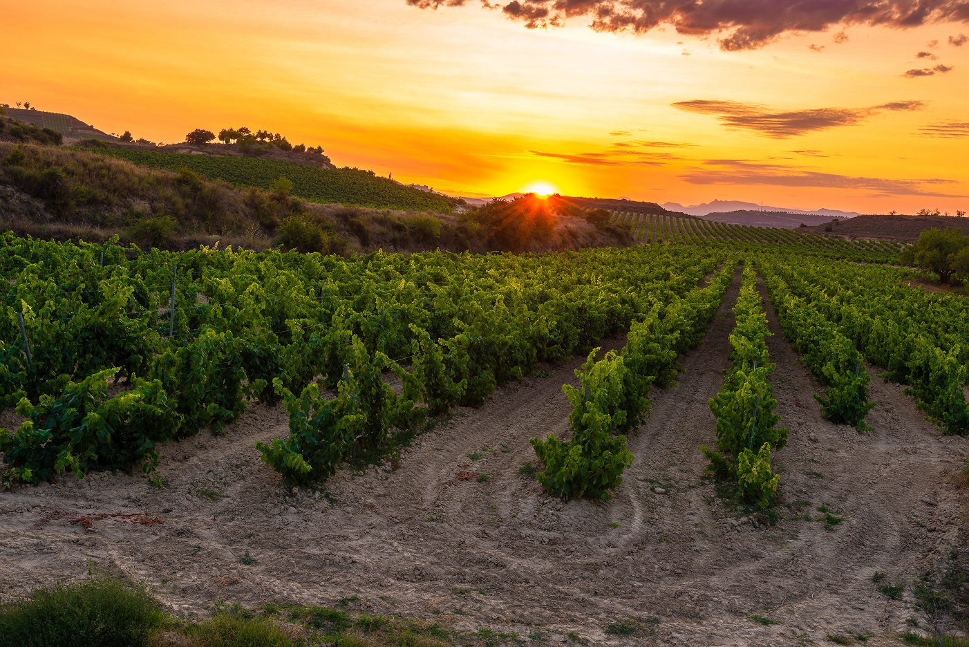 spanelsko-rioja-vina